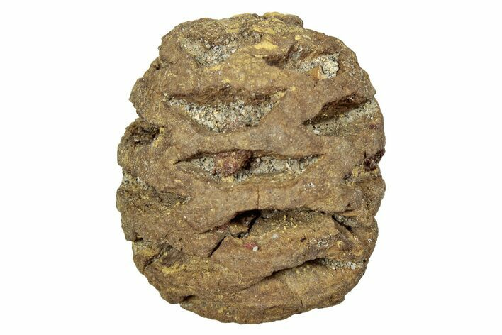 Fossil Pine Cone (Metasequoia) - Montana #246361